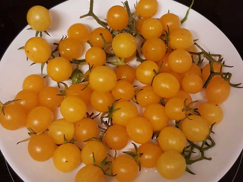 Golden Currant